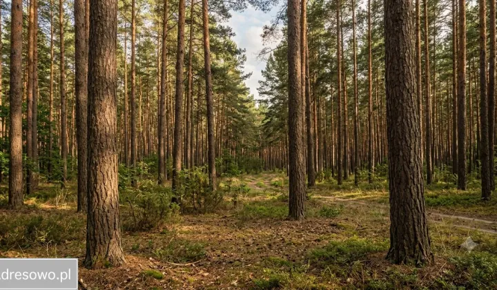 Działka leśna Sarnówek Duży