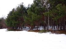 Działka rolna Brzuska. Zdjęcie 3