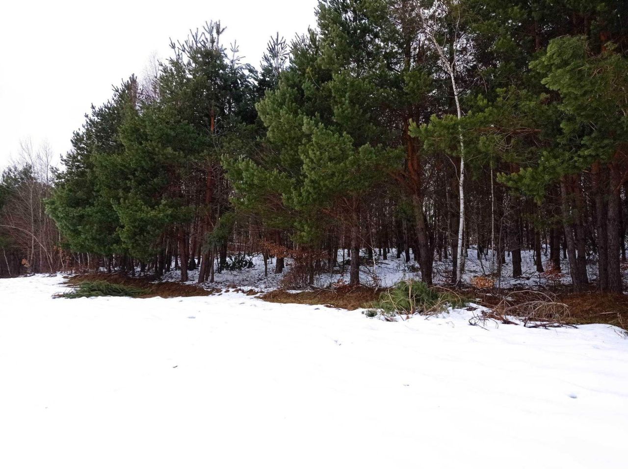 Działka rolna Brzuska. Zdjęcie 4