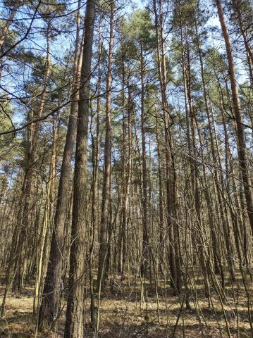 Działka leśna Jamno. Zdjęcie 1
