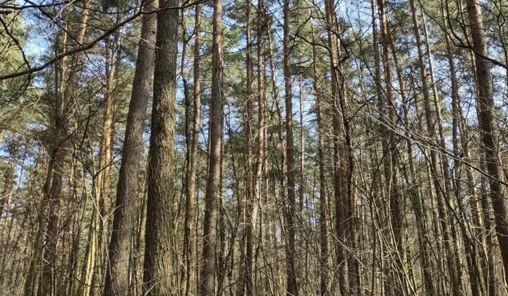 Działka leśna Jamno