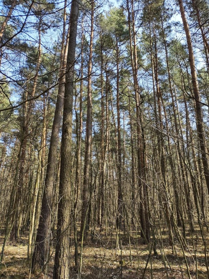 Działka leśna Jamno