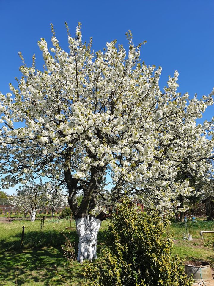 Działka rod Gorzów Wielkopolski Zawarcie, ul. Jasna. Zdjęcie 3