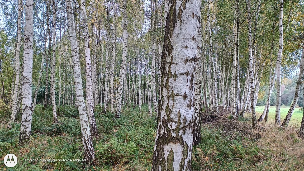 Działka rolna Stare Szyjki. Zdjęcie 5