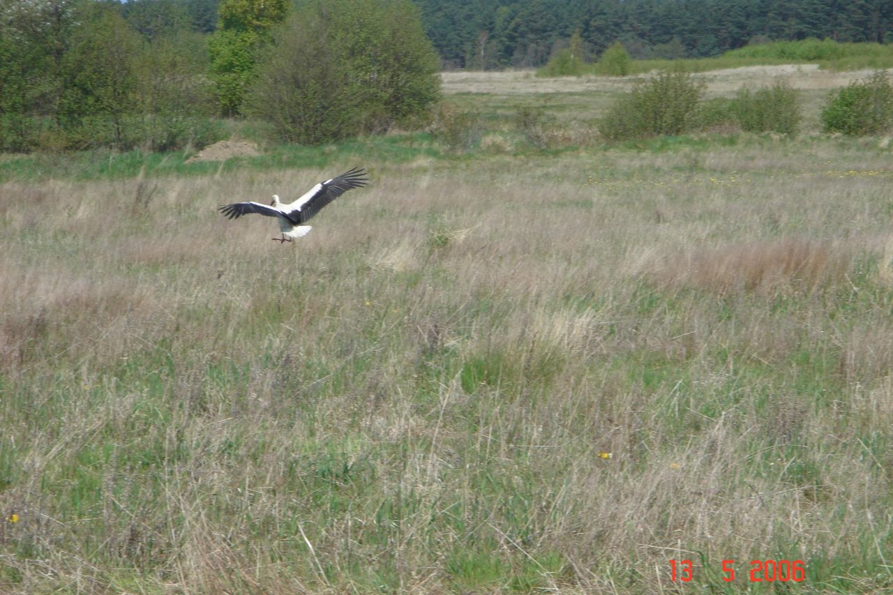 Działka budowlana Lubiatowo, ul. Ogrodowa. Zdjęcie 5