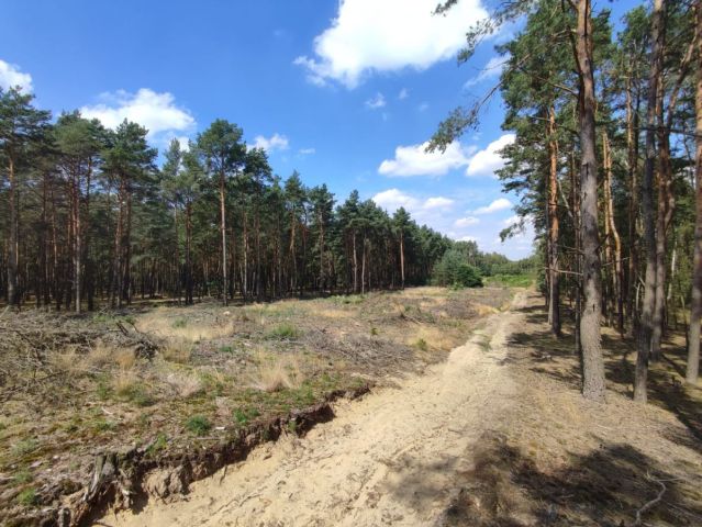 Działka leśna Słowik, ul. Brzozowa. Zdjęcie 3