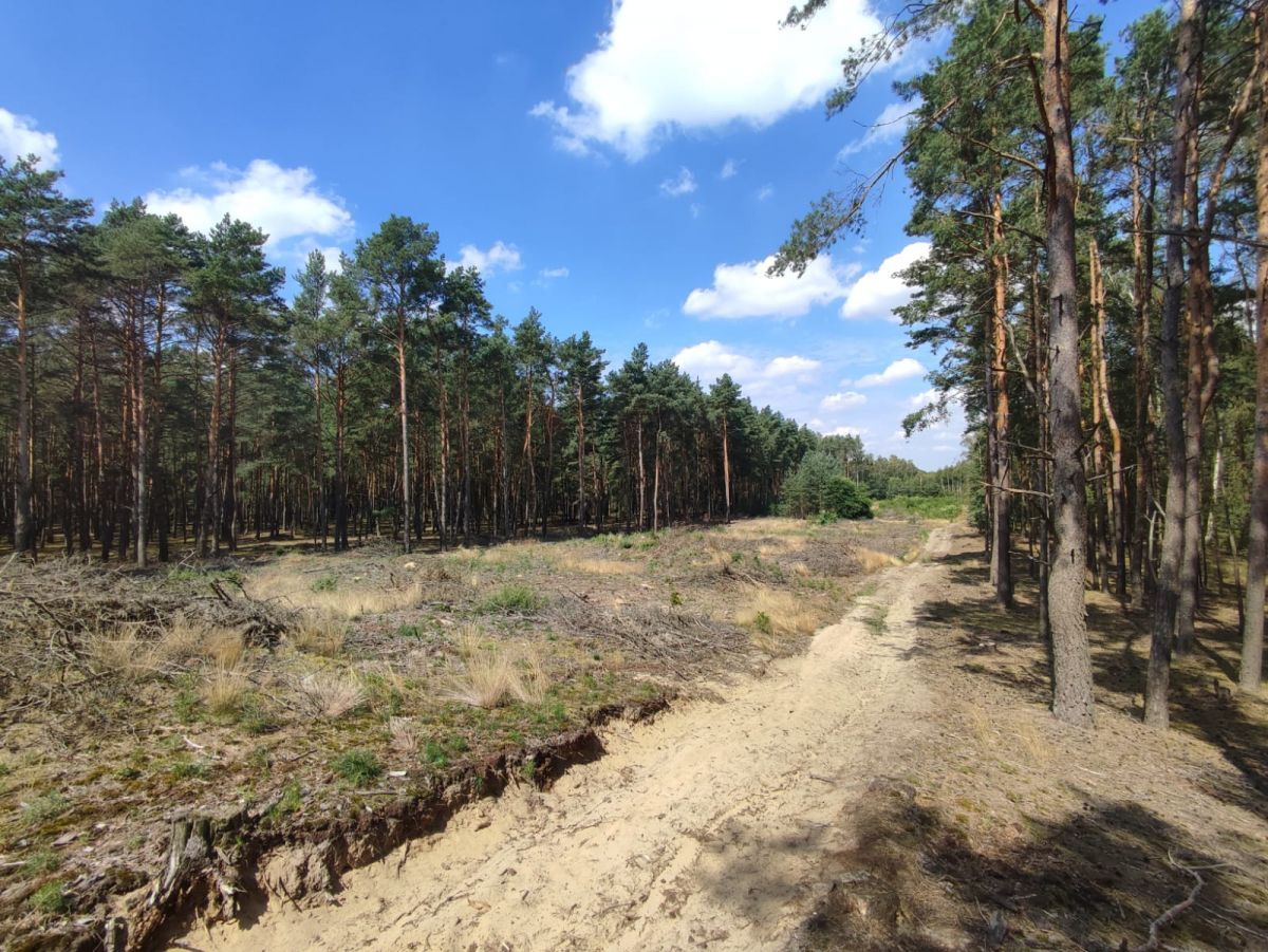 Działka leśna Słowik, ul. Brzozowa. Zdjęcie 3