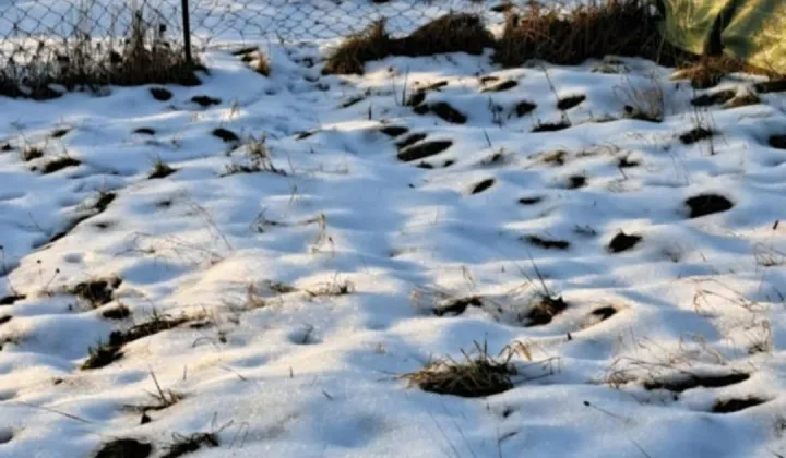 Działka rod Czeladź Piaski, ul. Borowa