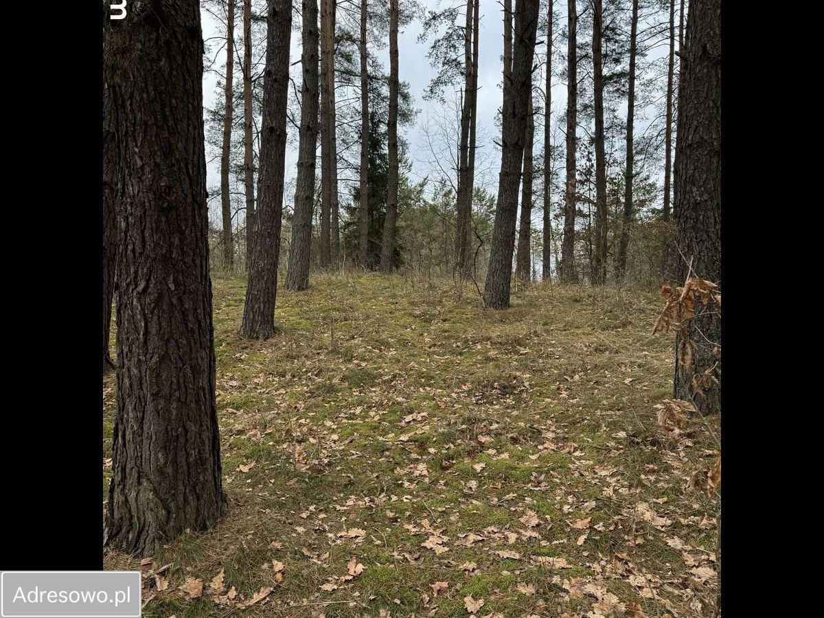 Działka budowlana Wymój. Zdjęcie 8