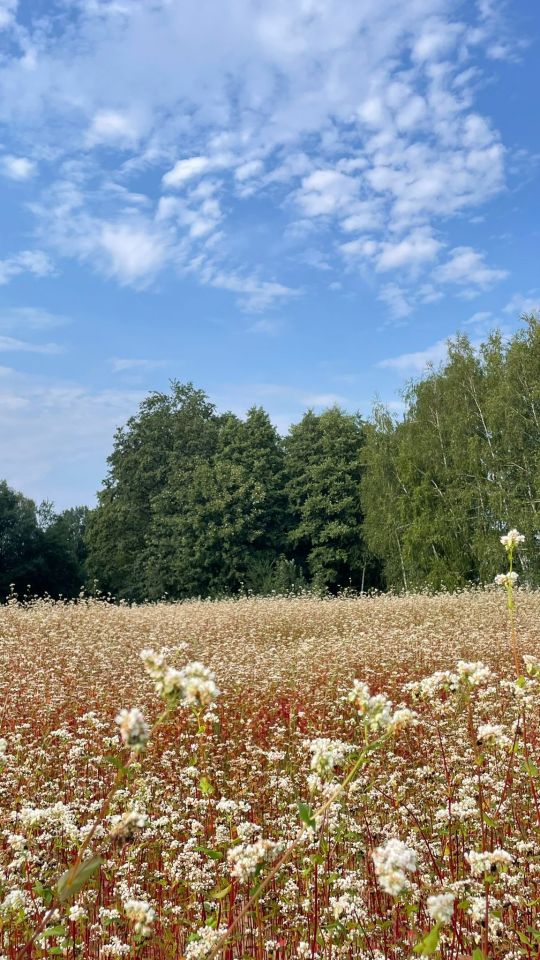 Działka budowlana Kozy, ul. Wyzwolenia