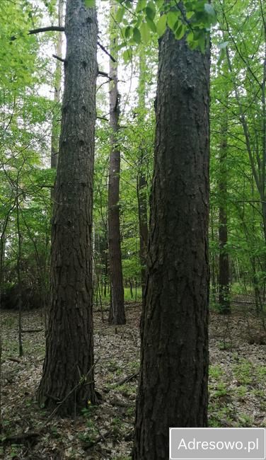 Działka leśna Janówka. Zdjęcie 4