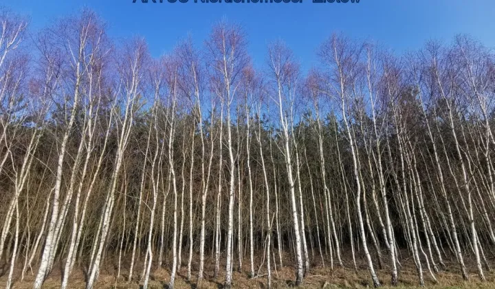 Działka leśna Czyżkowo