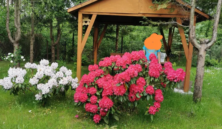 Działka rod Żyrardów Podlas, ul. Wypoczynkowa