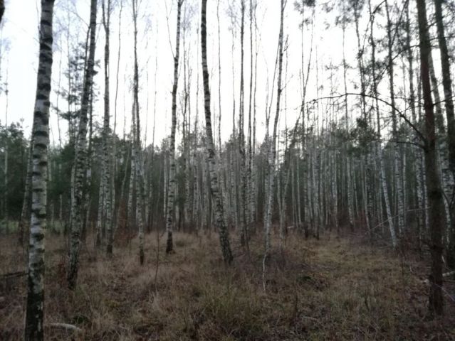 Działka leśna Nowosiółki. Zdjęcie 1