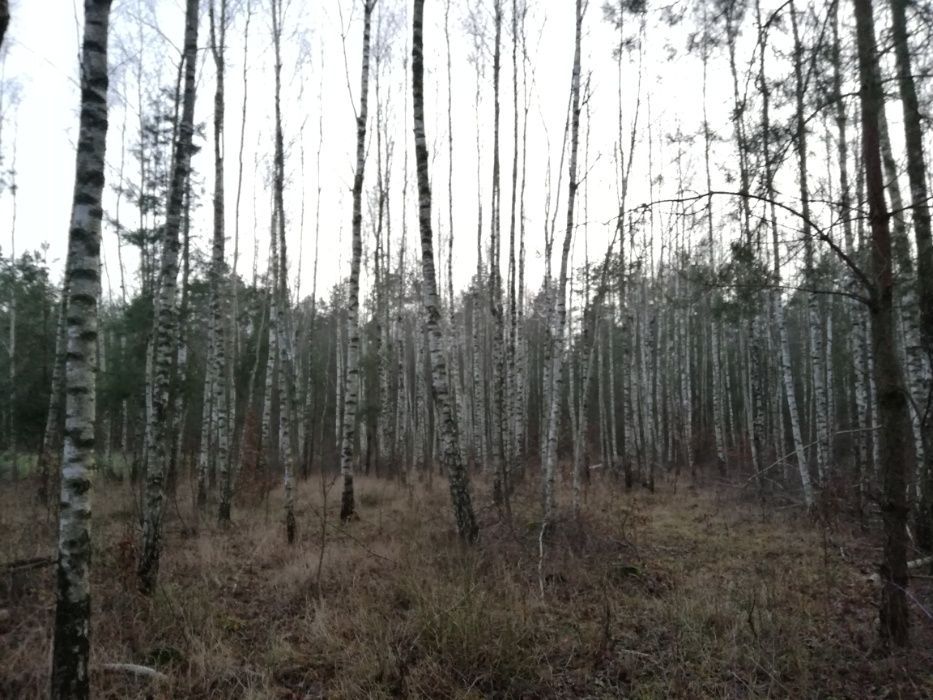Działka leśna Nowosiółki