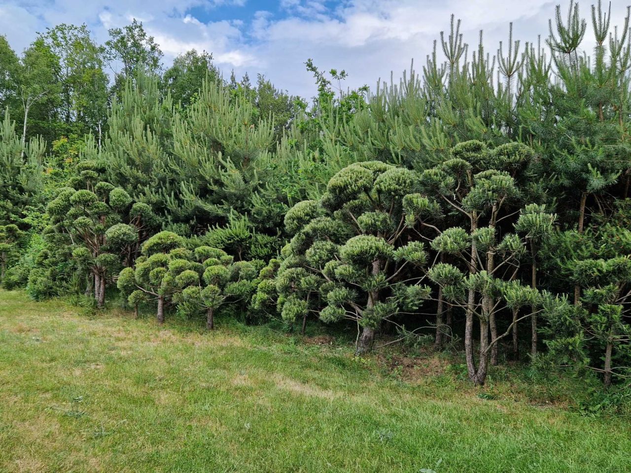 Działka budowlana Kałduny, ul. Kazimierza Wielkiego. Zdjęcie 5