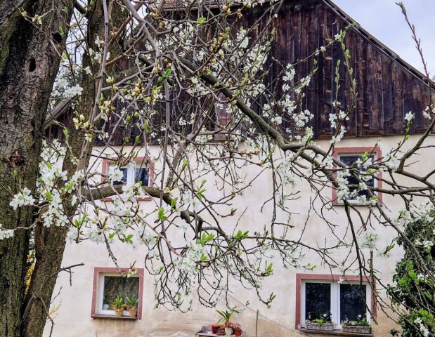 Działka siedliskowa Nowa Wieś Złotoryjska. Zdjęcie 14