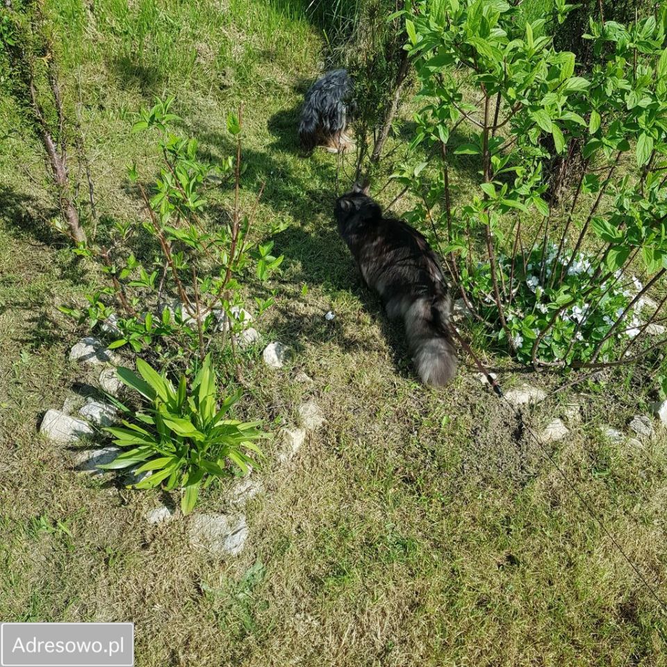 Działka rod Częstochowa Błeszno. Zdjęcie 12