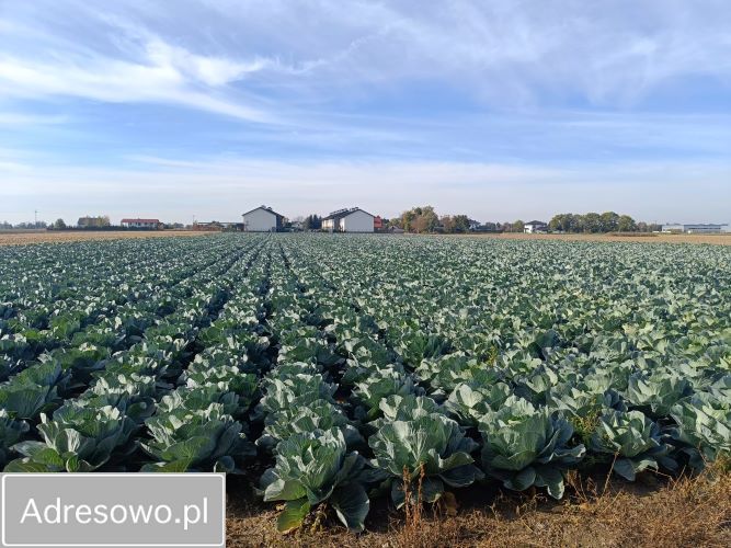 Działka rolna Ołtarzew, ul. Duchnicka. Zdjęcie 11