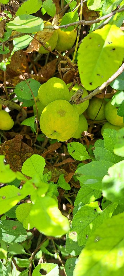 Działka rod Lublin, ul. Wapienna. Zdjęcie 4