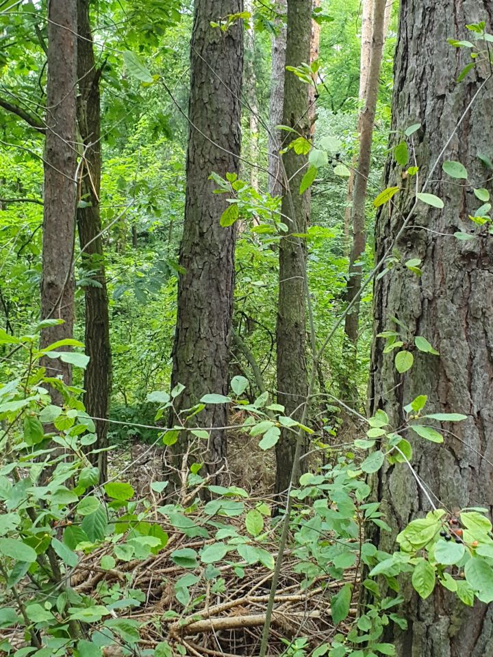 Działka rolno-budowlana Zosin. Zdjęcie 6