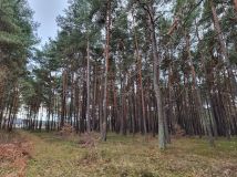 Działka leśna Niwy. Zdjęcie 4