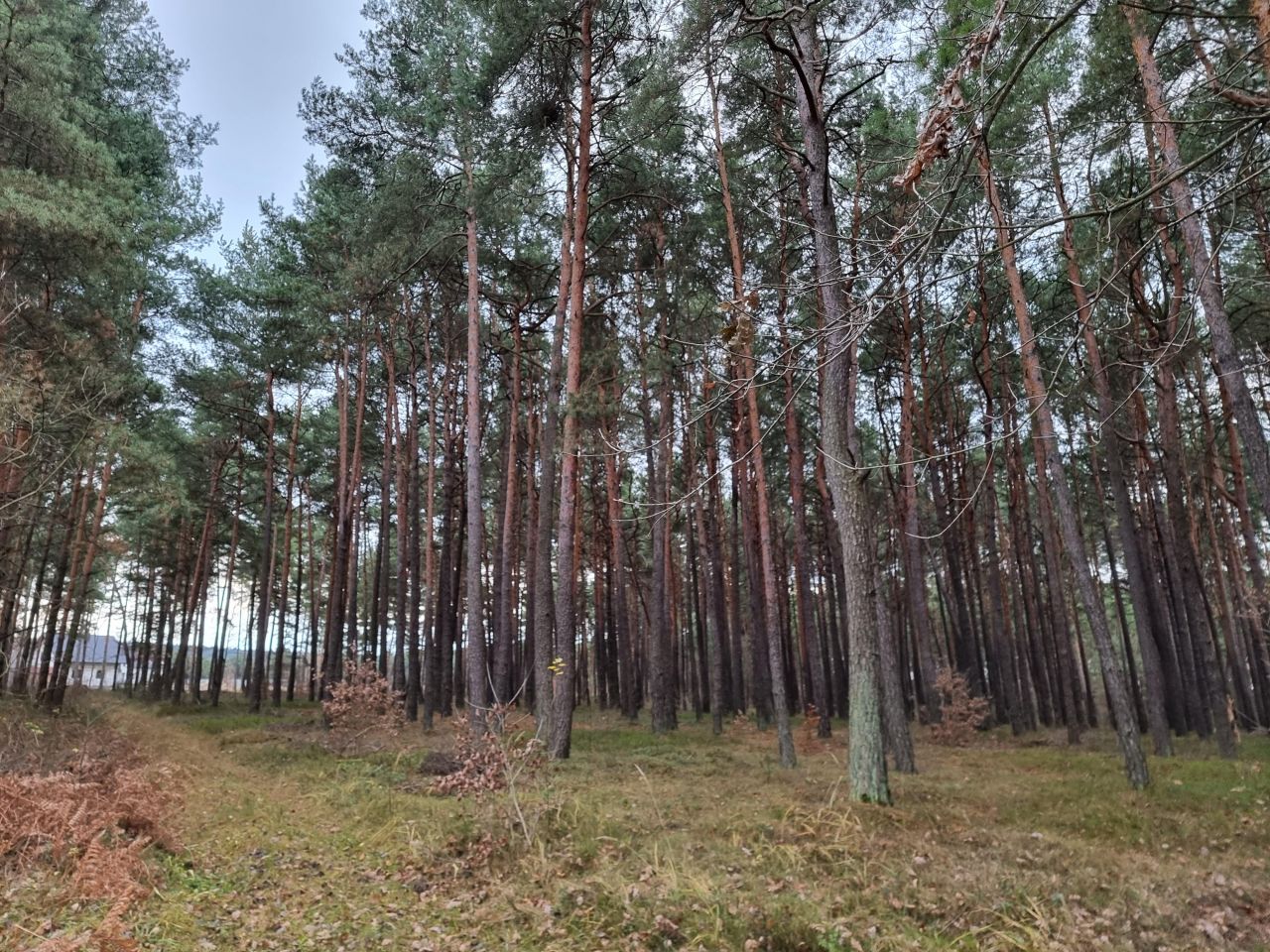Działka leśna Niwy. Zdjęcie 5