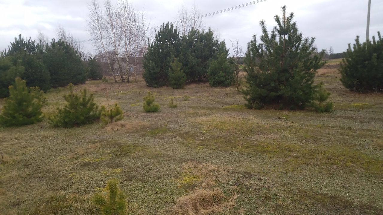 Działka rolno-budowlana Borówek. Zdjęcie 6