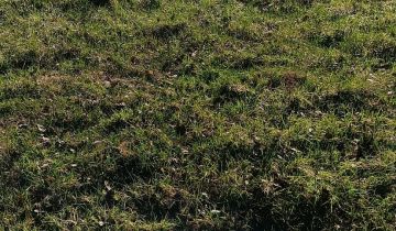 Działka rolna Kuźnica Nowa