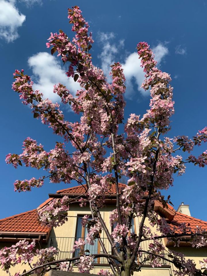 dom wolnostojący, 5 pokoi Warszawa Wawer, ul. Izbicka. Zdjęcie 16