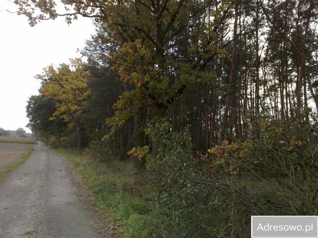 Działka siedliskowa Gutowo. Zdjęcie 3