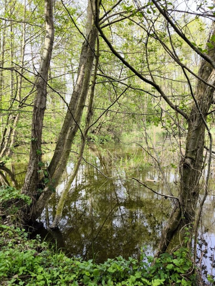 Działka rolna Wydorowo. Zdjęcie 8