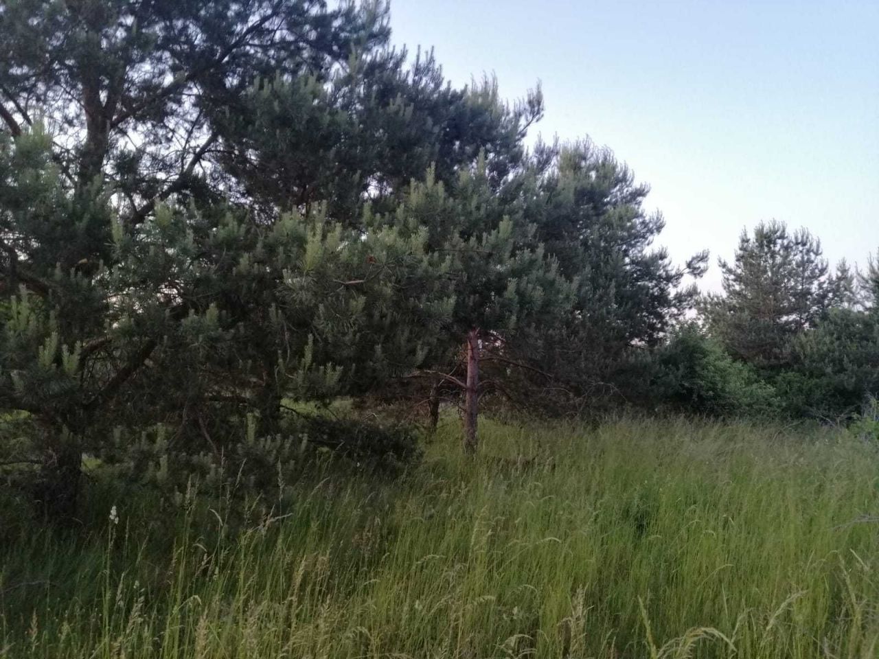 Działka budowlana Łochowice. Zdjęcie 2