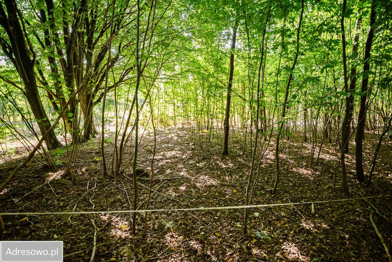 Działka rolno-budowlana Czapielsk. Zdjęcie 3