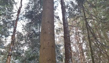 Działka leśna Andrzejów