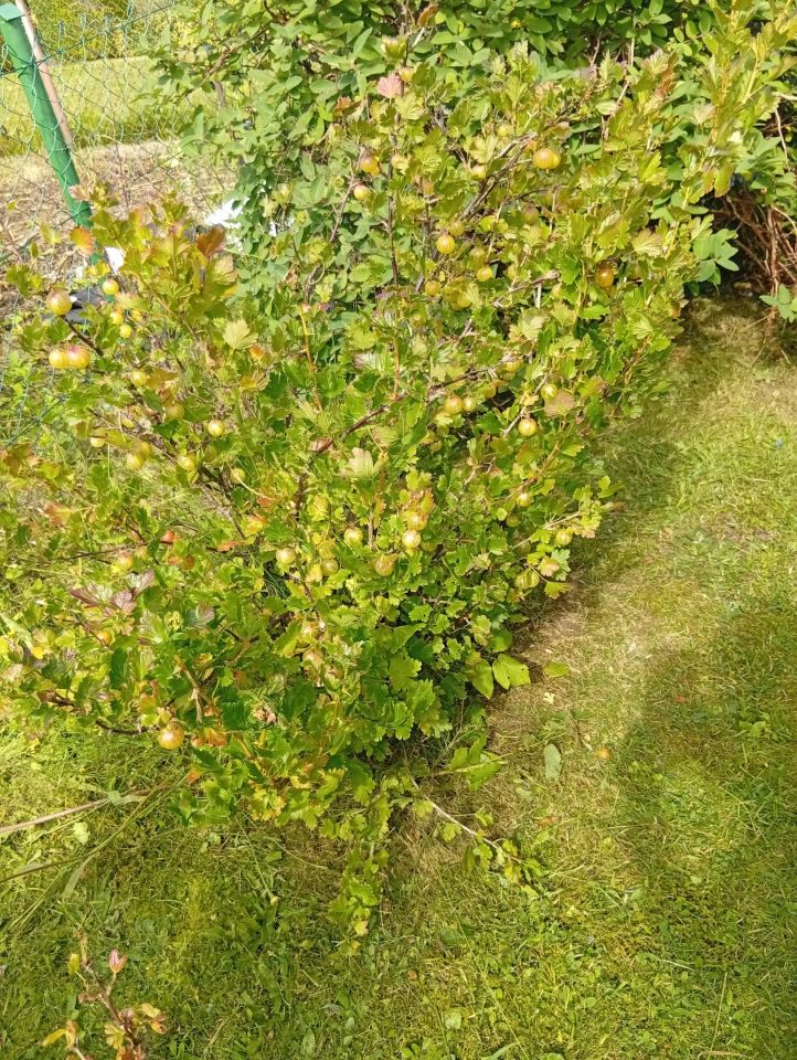 Działka rod Gdynia Babie Doły, ul. Zielona. Zdjęcie 14