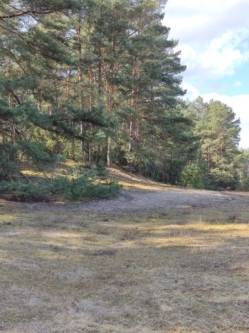Działka budowlana Sąsieczno, ul. Adama Mickiewicza. Zdjęcie 9