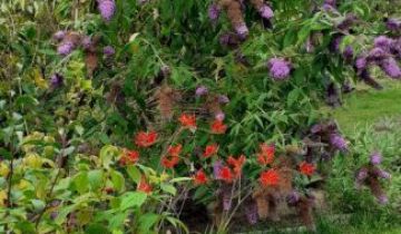 Działka rod Gdynia Mały Kack, ul. Sieradzka