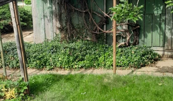 Działka rod Nysa, ul. Jagiellońska