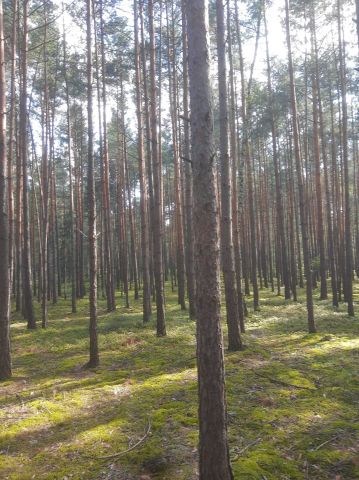 Działka leśna Ciężkowice. Zdjęcie 1