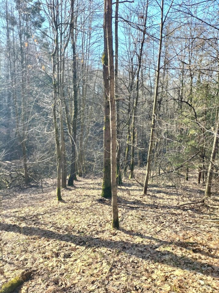 Działka leśna Brzezowa. Zdjęcie 8