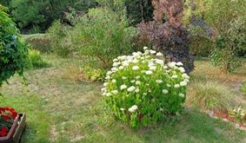 Działka rod Wrocław Kozanów