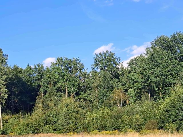 Działka leśna Wojciechów. Zdjęcie 1