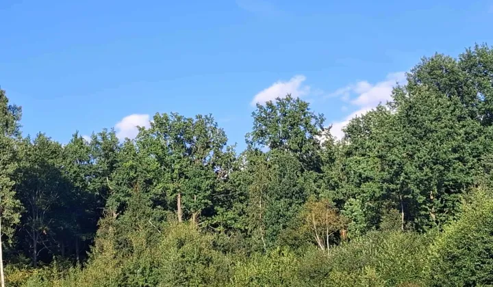 Działka leśna Wojciechów