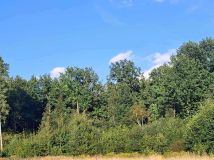 Działka leśna Wojciechów