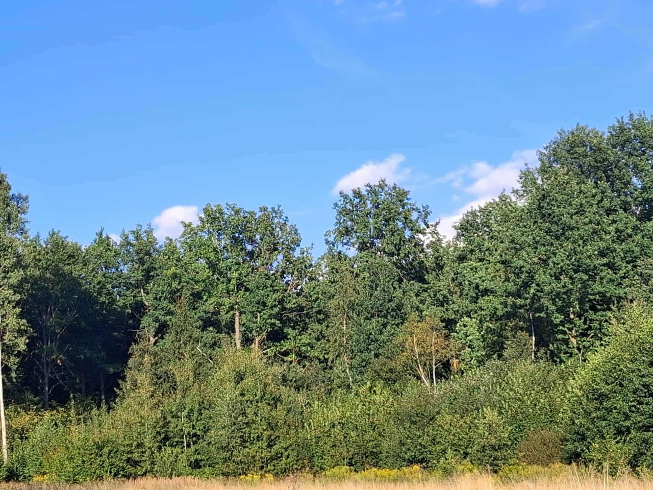 Działka leśna Wojciechów