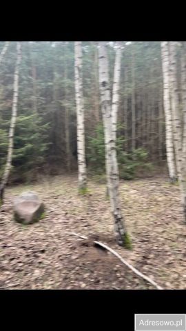 Działka leśna Górowo. Zdjęcie 1