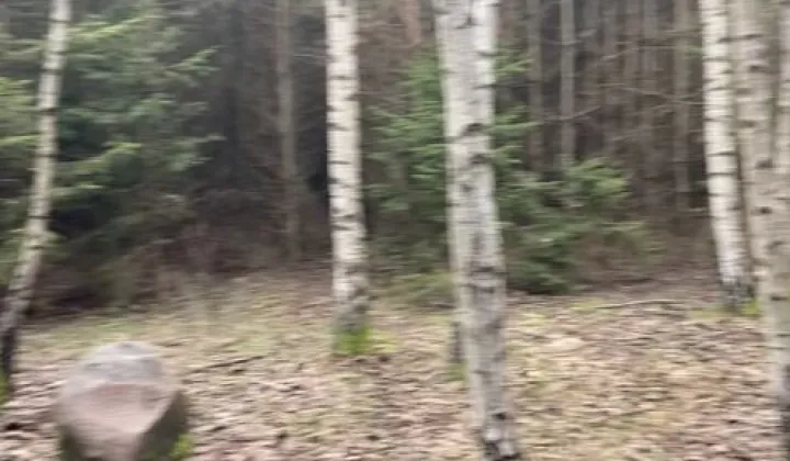 Działka leśna Górowo