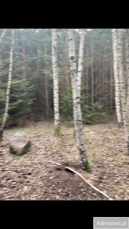 Działka leśna Górowo