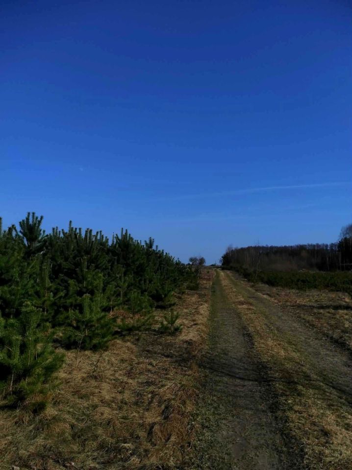 Działka siedliskowa Dobry Las. Zdjęcie 5